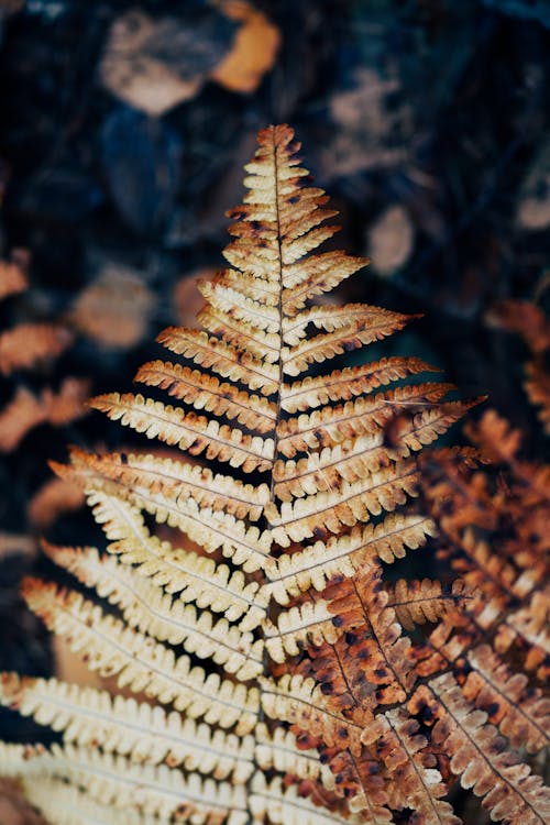 Close up of a Fern