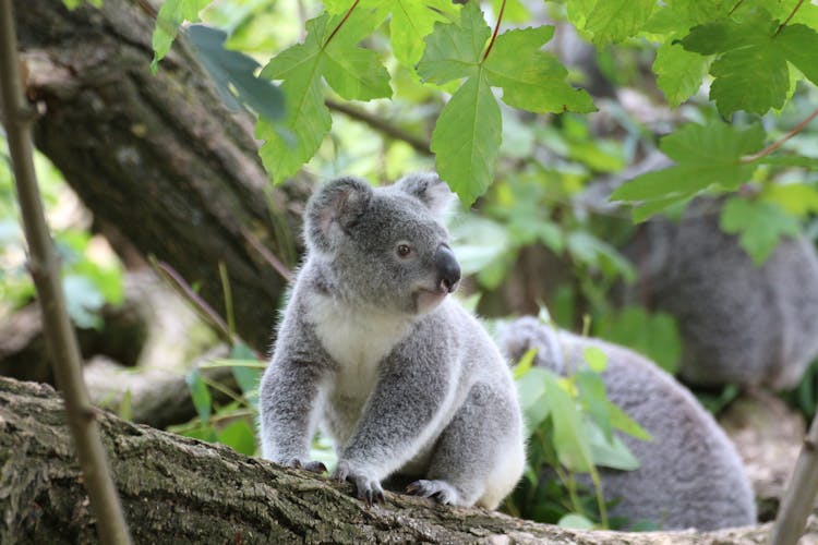 Koala Bear On A Wood Trunk 