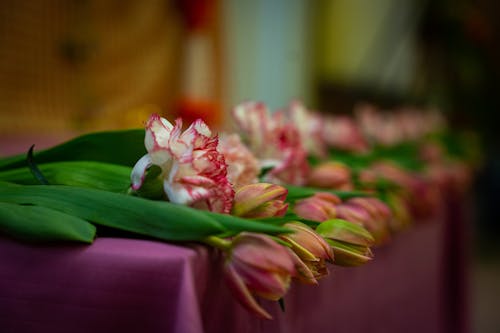Δωρεάν στοκ φωτογραφιών με γκρο πλαν, κωπηλασία, λουλούδια