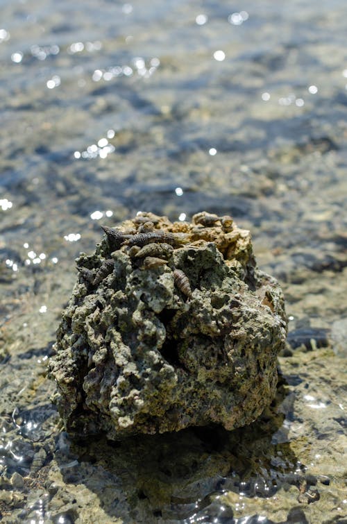Foto profissional grátis de água, concha, coral