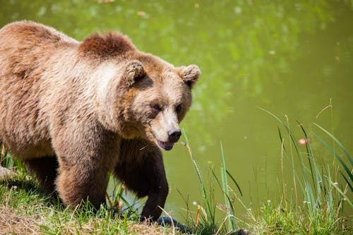 Grizzly Bear Walking Beside Pond