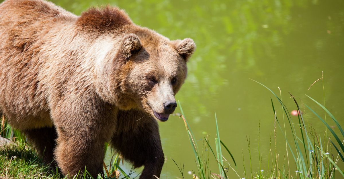 A Bear and a Guard in the Dark: The Night That Changed Krasnoyarsk Krai
