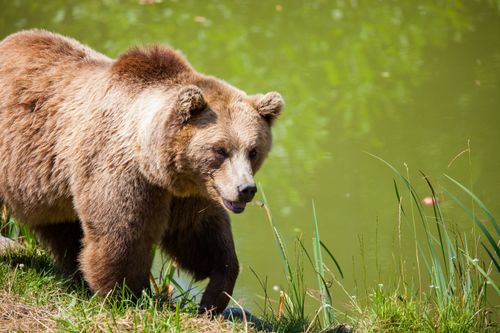 Free A majestic grizzly bear standing near a pond in its natural habitat, full of life. Stock Photo