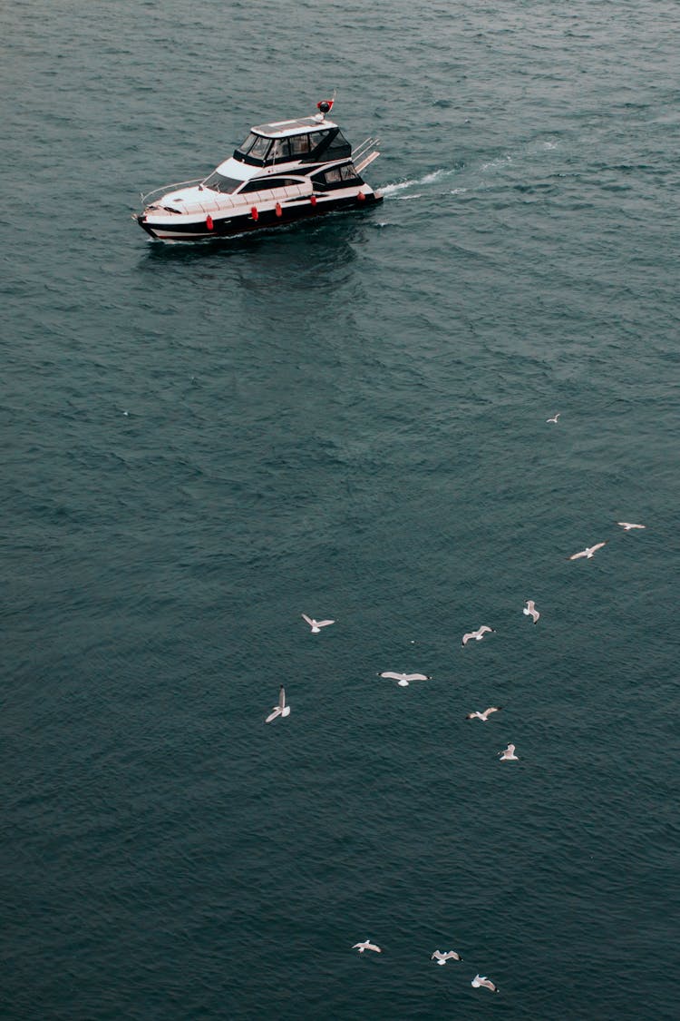 Aerial View Of A Boat On The Sea And Seagulls Flying Above The Water 