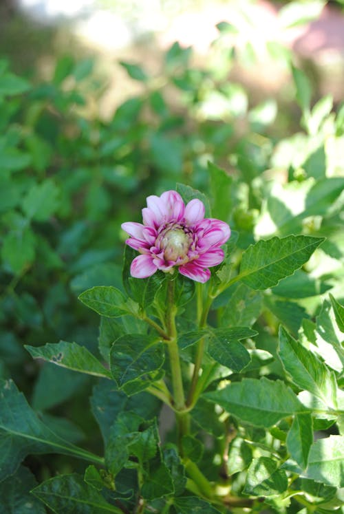 Foto profissional grátis de aumento, beleza, cabeça de flor