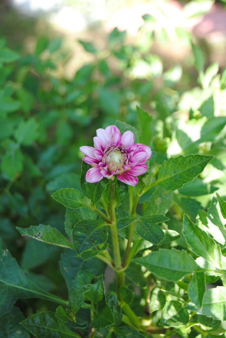 Close-up Of A Dahlia Flower In A Garden 