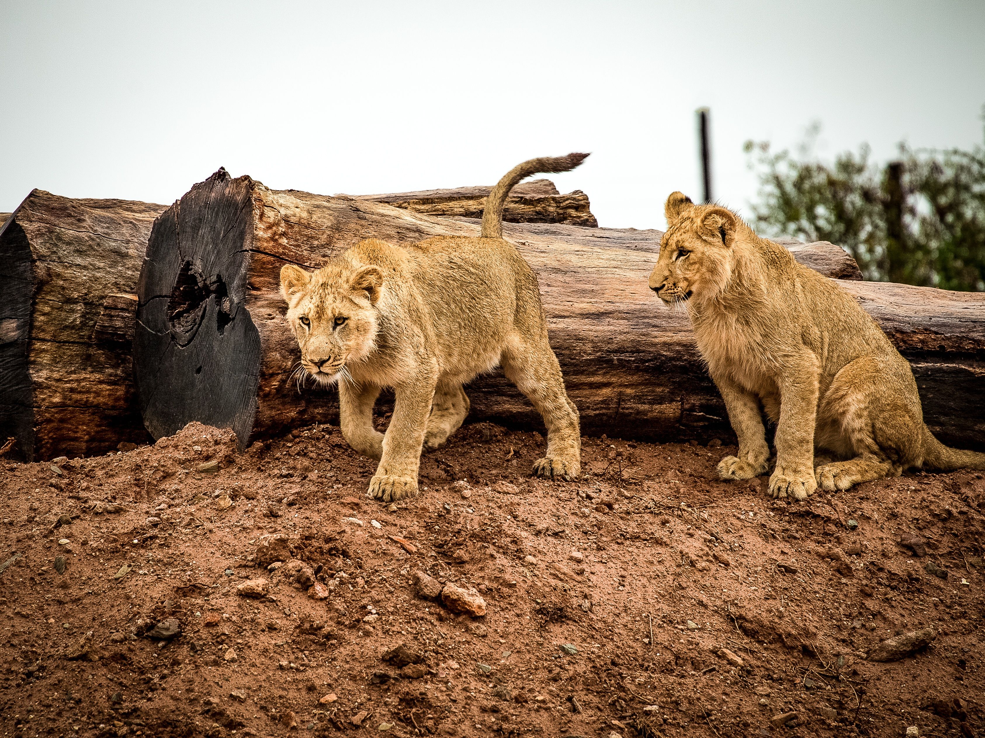 Lion Cub Photos, Download The BEST Free Lion Cub Stock Photos & HD Images