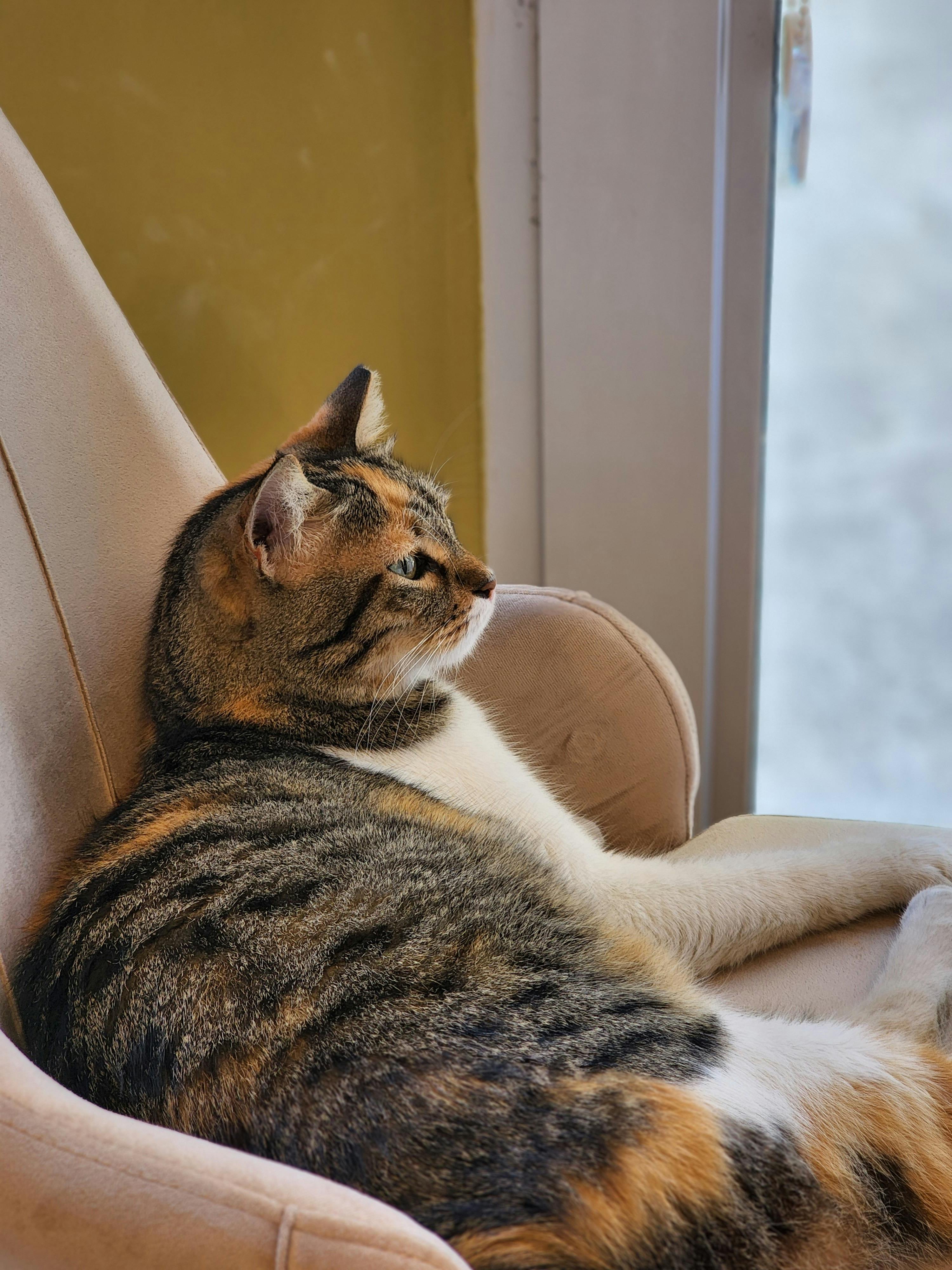 Cat Turning Back · Free Stock Photo