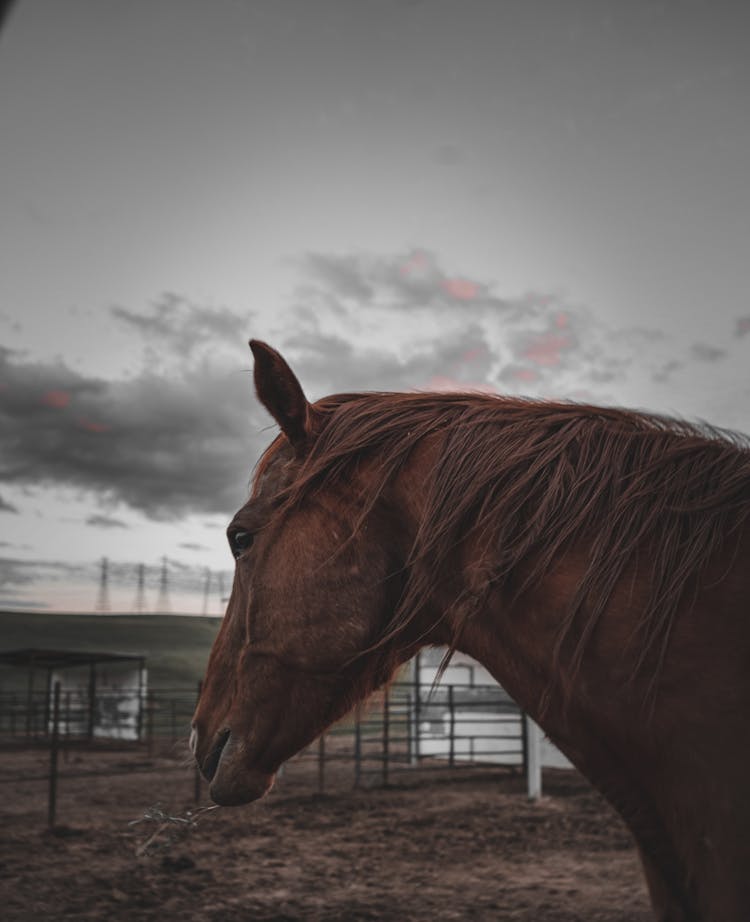 Horse And Cloud