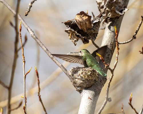 Základová fotografie zdarma na téma divočina, kolibřík, ornitologie