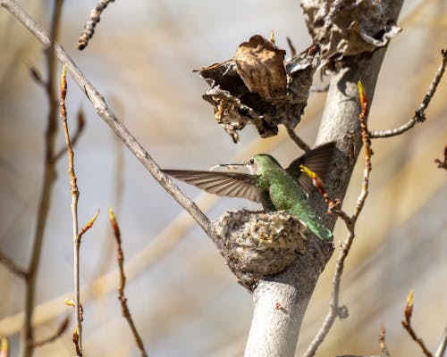 Fotobanka s bezplatnými fotkami na tému divočina, kolibrík, ornitológia