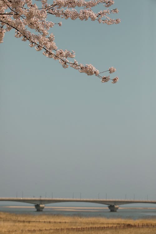 Cherry Blossom Branches and View of a Bridge over a Body of Water 