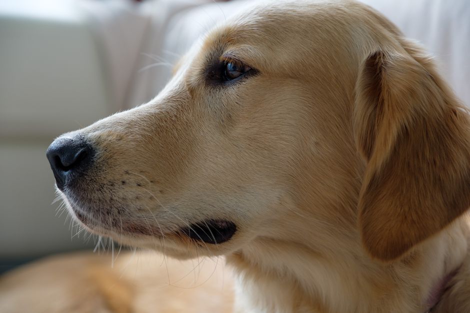 A thoughtful Labrador Retriever profile, highlighting its loyal and gentle demeanor.