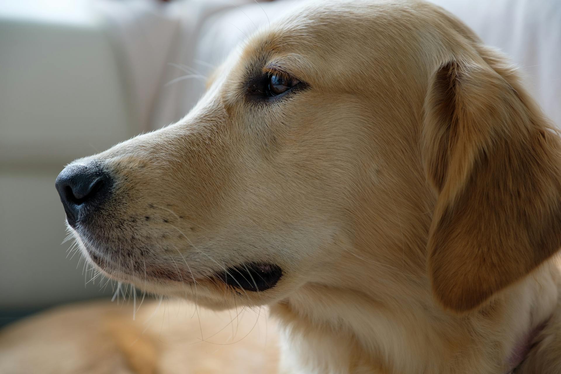 Close-up of a Labrador Retriever