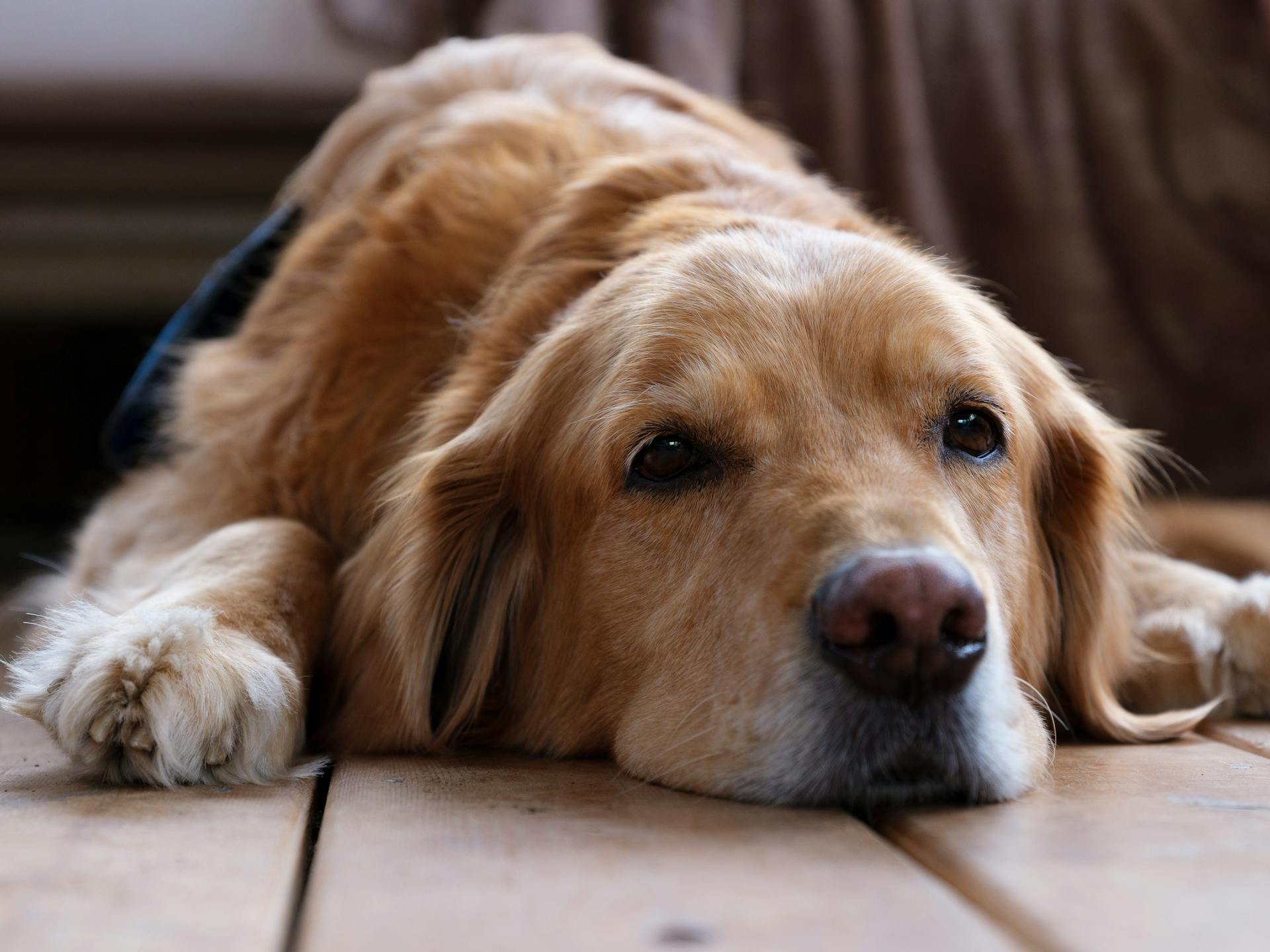 Dog Lying on Floor Boards