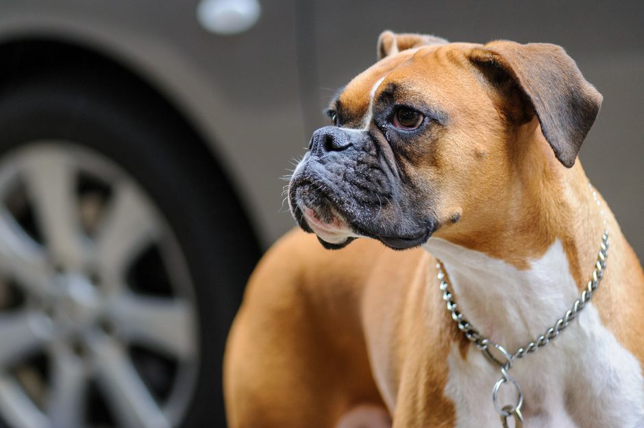 A focused close-up of a boxer dog against a blurred city background, highlighting its alert expression.