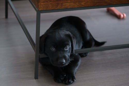 A Black Labrador Retriever Puppy Lying under a Table 