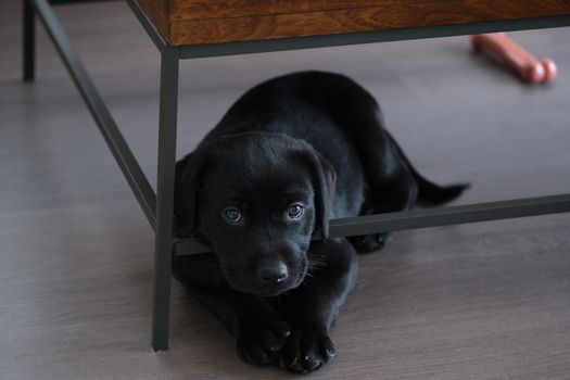Free stock photo of animal, baby, canine