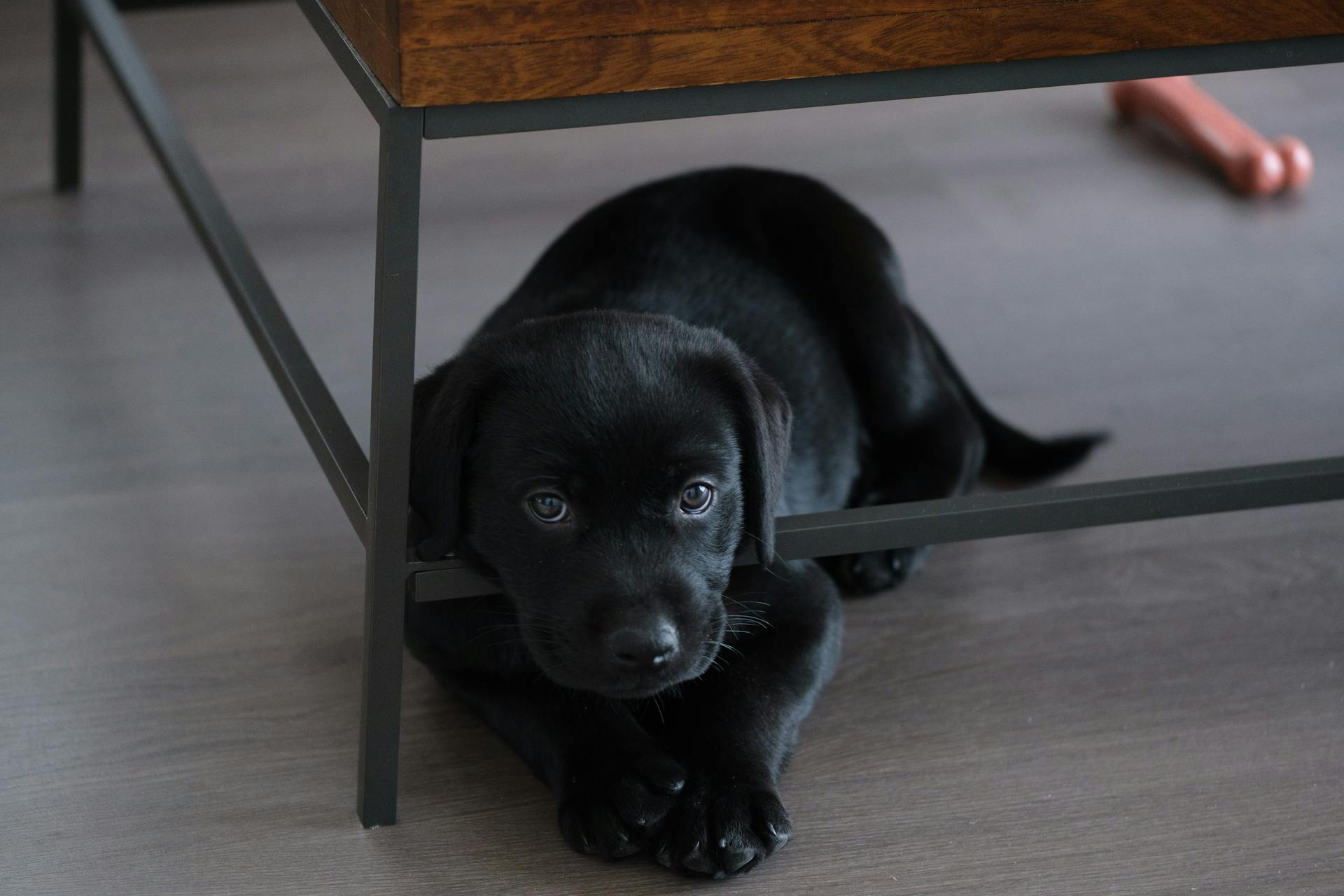 En svart labradorhund som ligger under ett bord