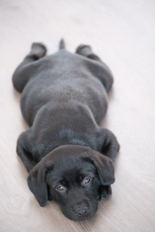 A Black Labrador Retriever Puppy Lying on the Floor 