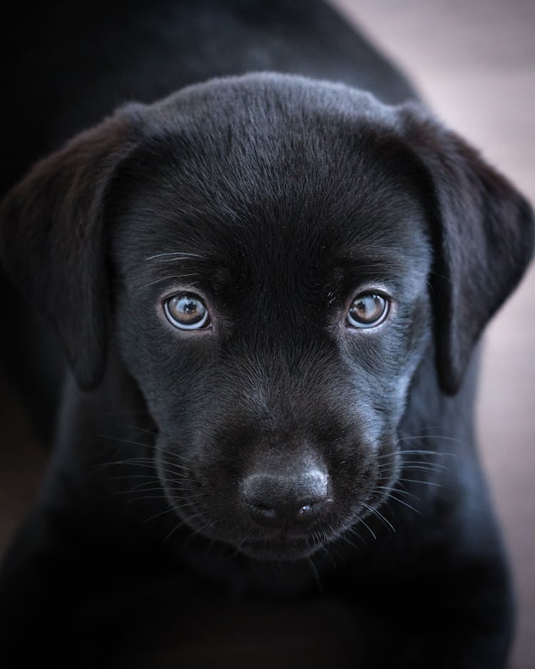 Portrait Of A Black Labrador Retriever Puppy