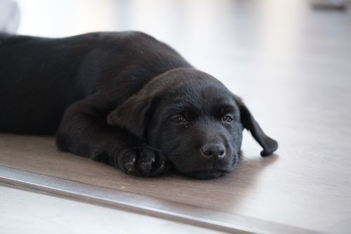 Free Cute black Labrador puppy lying on the floor, showcasing calmness and relaxation. Stock Photo