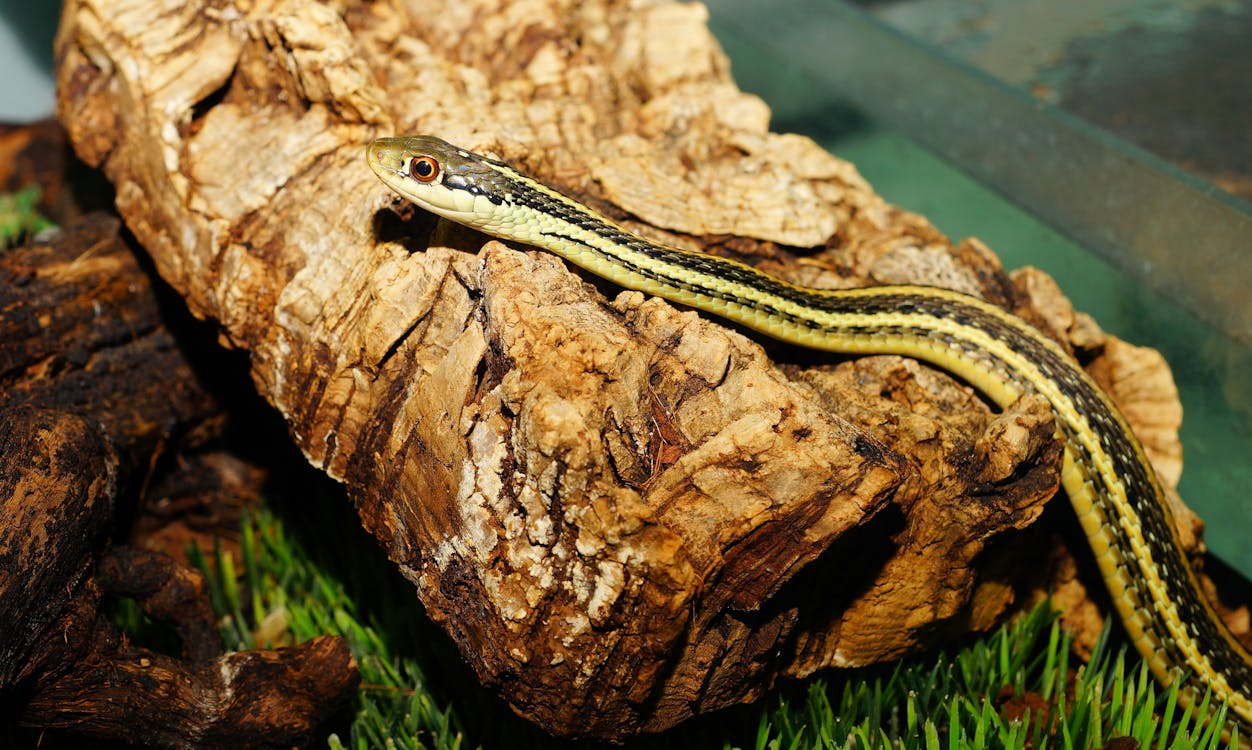 Free Garter Snake on Stone Stock Photo