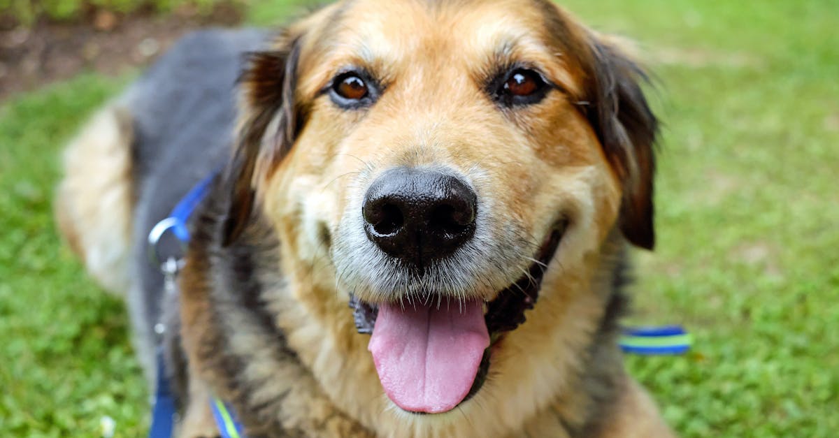 German Shepherd Dogs In Need Australia German Shepherd Dogs In Need Australia