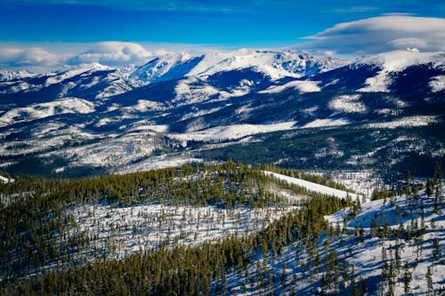 Sunlit Forest on Hills in Winter