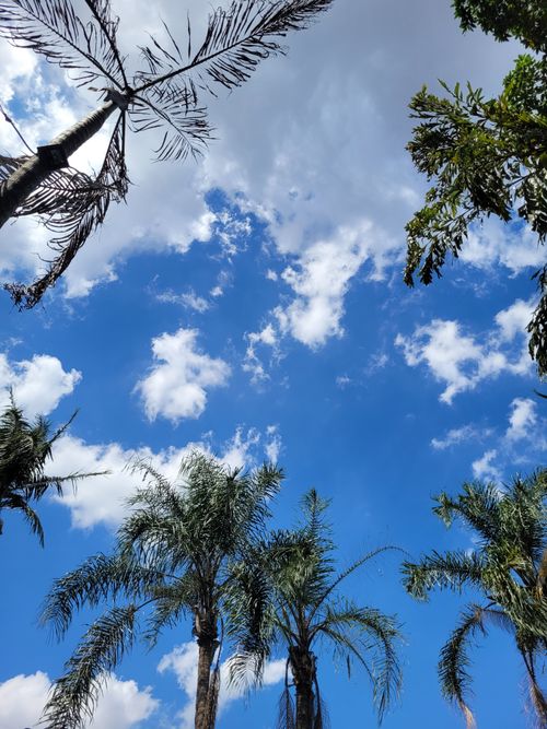 Free Lush palm trees reach towards a vibrant blue sky with scattered clouds, capturing a tropical summer day. Stock Photo