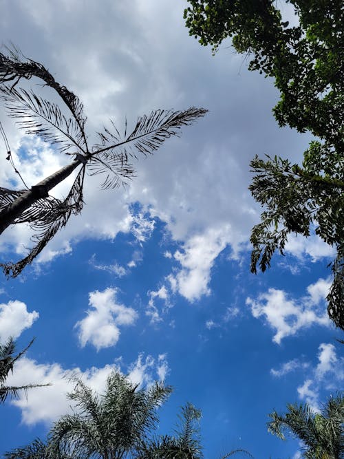 Kostenloses Stock Foto zu aufnahme von unten, blauer himmel, flora