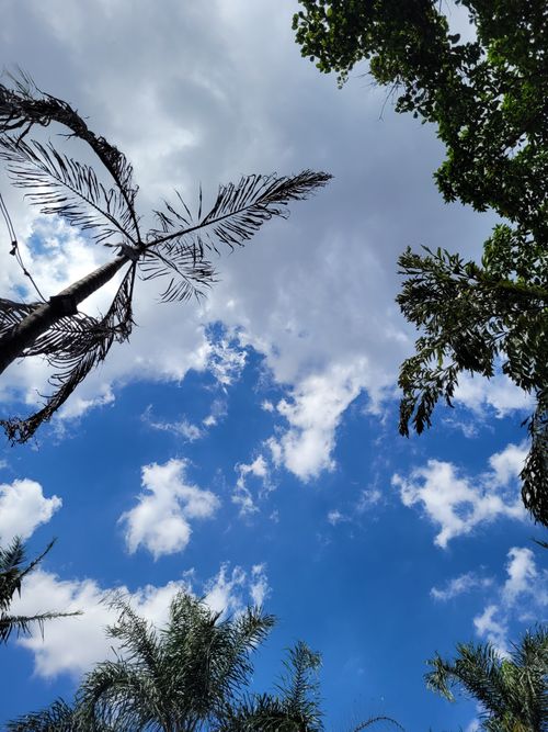 Free View upwards of palm trees against a bright blue sky with white clouds. Stock Photo