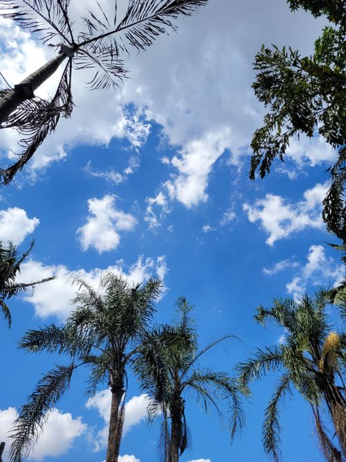 Free Low angle view of palm trees with a vibrant blue sky and fluffy clouds, evoking a tropical summer day. Stock Photo