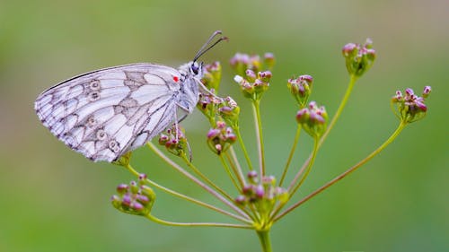 Free White and Gray Butterfly on Red Flower during Daytime Stock Photo