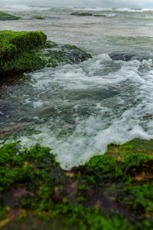 Безкоштовне стокове фото на тему «gree, H2O, Абстракціонізм»