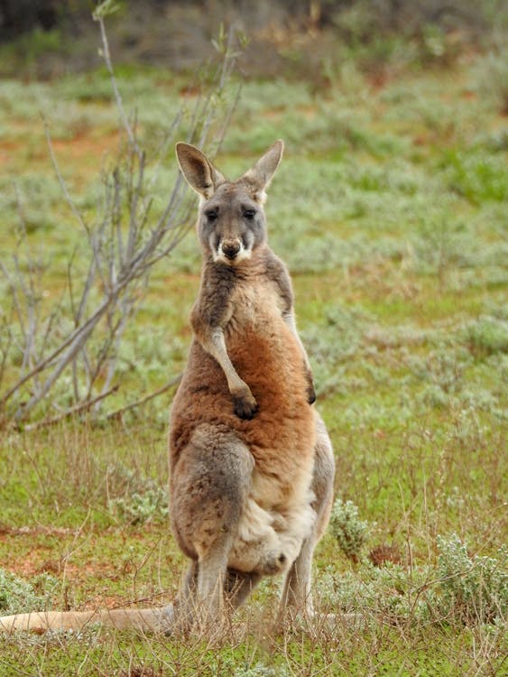 aussie, australia, kangaroo