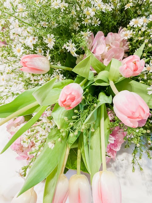 Fotos de stock gratuitas de botánica, camomila, floreciente