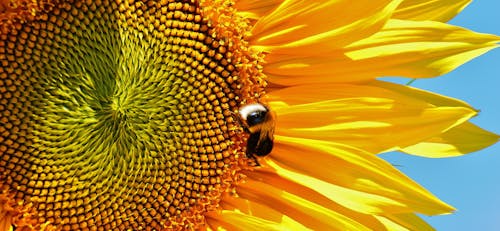 Free Yellow Sunflower on Focus Photo Stock Photo