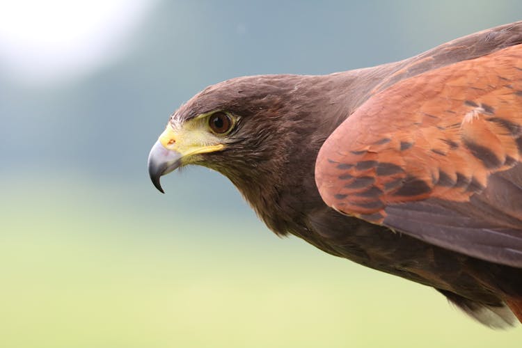 Brown Hawk On Focus Photo