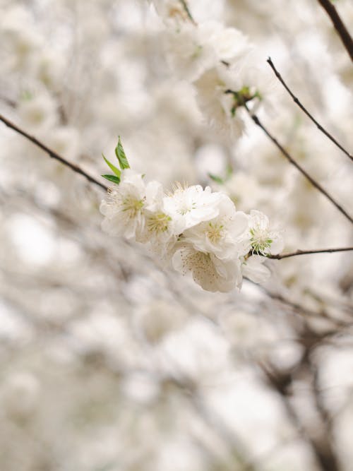 Close up of White Blossom