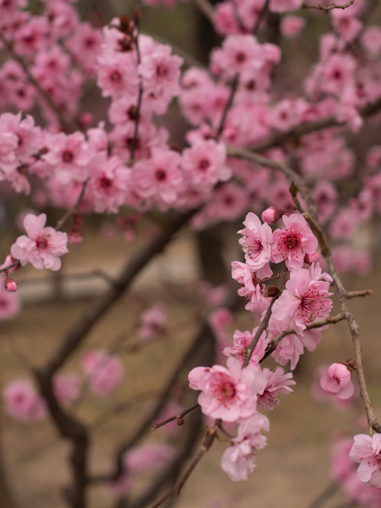 Close Up Of Pink Blossoms