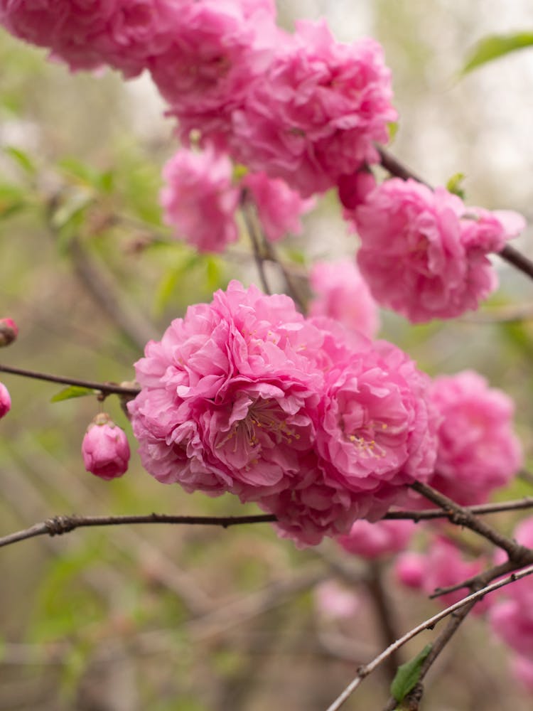 Close Up Of Pink Blossom