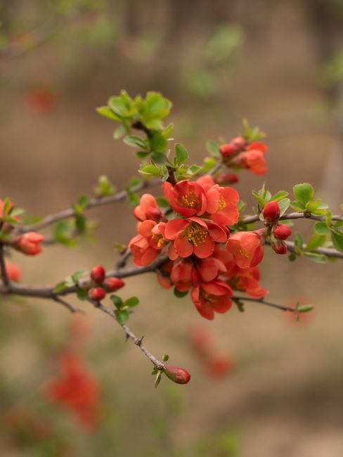 A vivid close-up of red flowering quince blossoms on a branch, symbolizing spring's fresh allure.