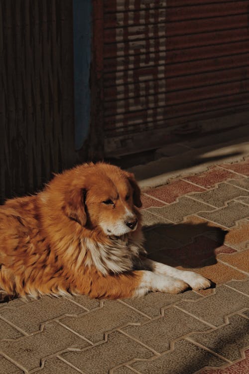 Dog Lying Down on Sunlit Pavement