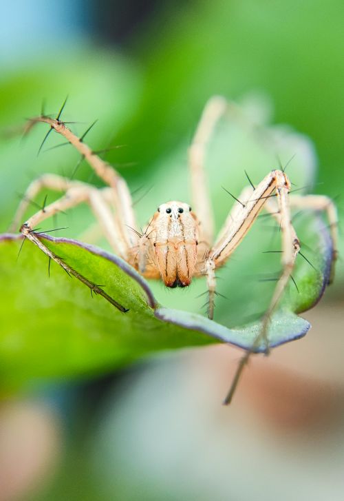 Free Detailed close-up of a lynx spider perched on a leaf, showcasing its intricate features. Stock Photo