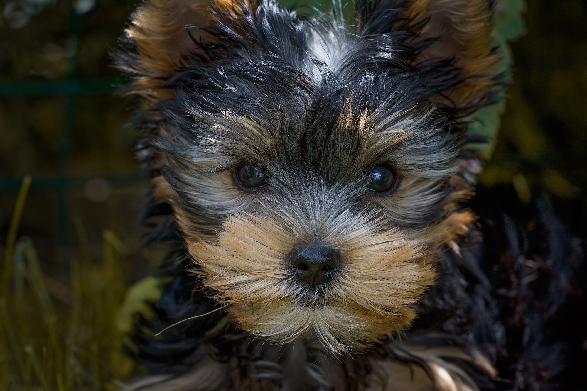 Black and Tan Yorkshire Terrier Puppy Closeup Photography ... - 940 x 627 jpeg 69kB