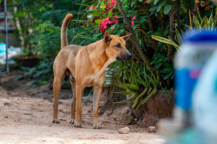 A Dog In A Garden 