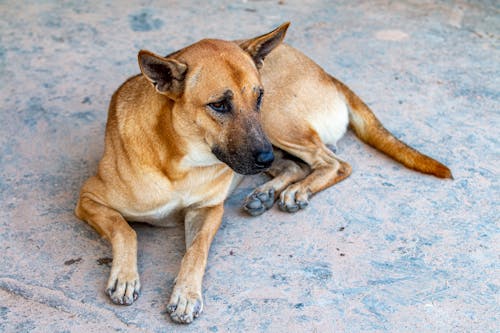 20.000+ Bellender Hund Bilder und Fotos · Downloaden · Pexels