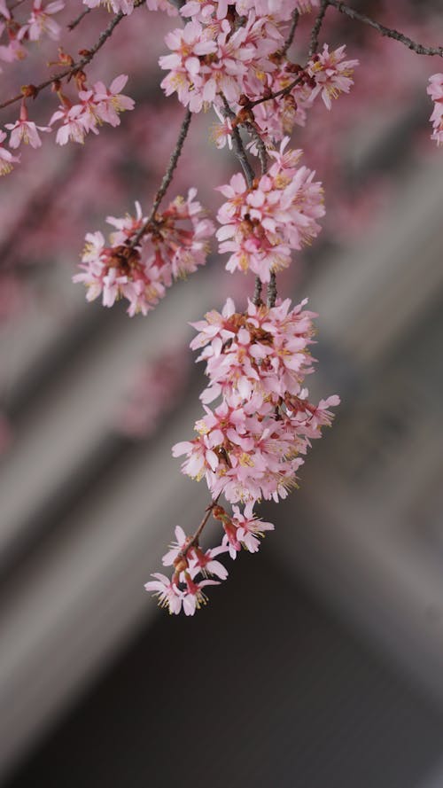 Close-up of Pink Cherry Blossom Flowers