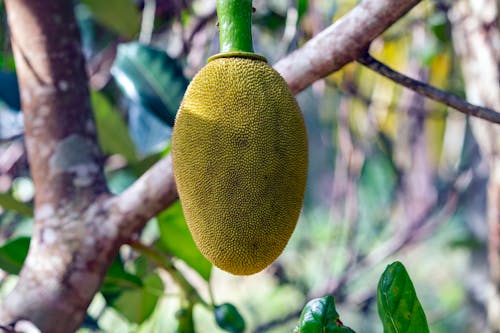 A yellow fruit hanging from a tree branch
